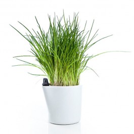 Herb2O avec plante Royal VKB JardinChic