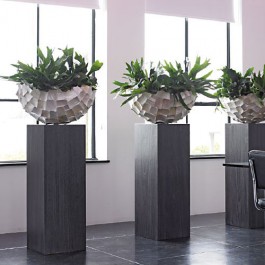 Jardinière d'intérieur Ocean Bowl Colonnes Plants First Choice JardinChic