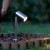 Projecteur Miiko Inverlight Jardinchic