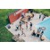 Barbecue Cone avec tablette Höfats Jardinchic