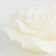 Détail Bougie Fleur Rose Ecru Ø12cm Decoragloba Jardinchic