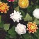 Collection Bougies Fleurs Dahlia Rose Lys (vendues séparément) Decoragloba Jardinchic