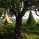 Tente Suspendue Cacoon Single Blanc et Vert Hang In Out JardinChic
