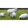 Statue Mini Brebis Tête Basse Blanc Tête Noire avec Statue Brebis Tête Haute, Statue Mini Bélier et Statue Mini Mouton (vendues séparément) Tex Artes Jardinchic