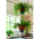 Familypot Suspension Ambiance Intérieur Face  Teracrea JardinChic