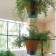 Familypot Suspension Teracrea JardinChic