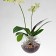 Flying Orchids 16cm Jardinchic