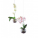 Flying Orchids 16cm Jardinchic