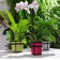 Tricot de Pot L rose vert violet Vegetal Fabric JardinChic