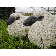 Statue Mouton Tex Artes photo 2 JardinChic