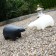 Polar Bear Noir et Blanc Pdconcept Jardinchic