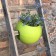 Pot de Balcon Ballcony Bloomball Lime Rephorm Jardinchic