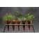 Lot de 5 Carottes à Planter avec support Lilas ForceJardinchic