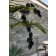 Composition Treille Monstera Liana Noire Palissadesign Jardinchic